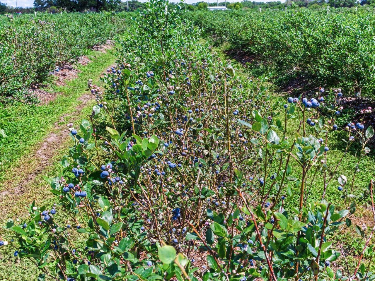 3674 E State Road 64 , Zolfo Springs, FL 33890 Photo