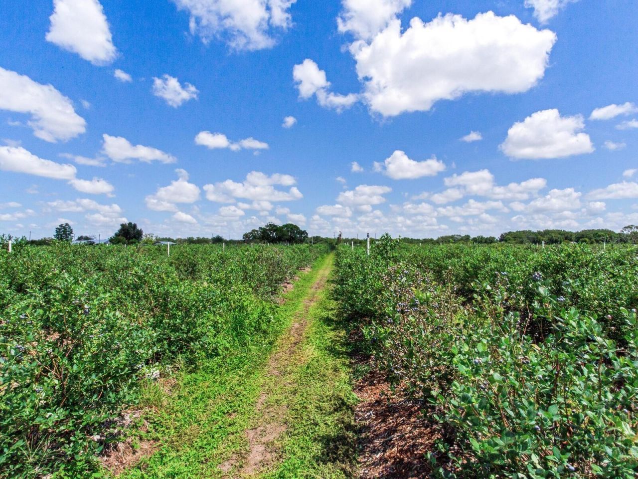 3674 E State Road 64, Zolfo Springs, FL 33890 Photo