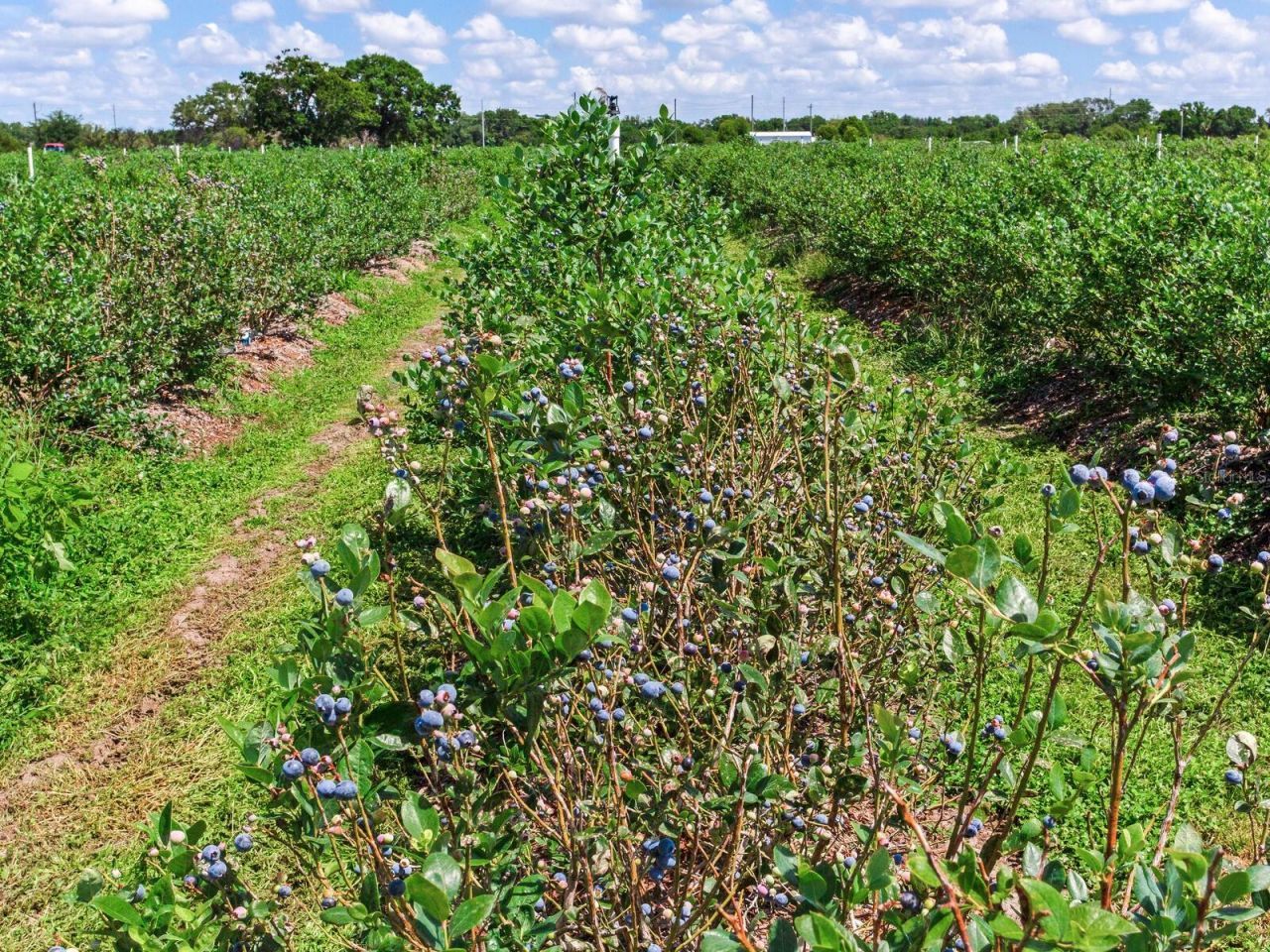 3674 E State Road 64 , Zolfo Springs, FL 33890 Photo