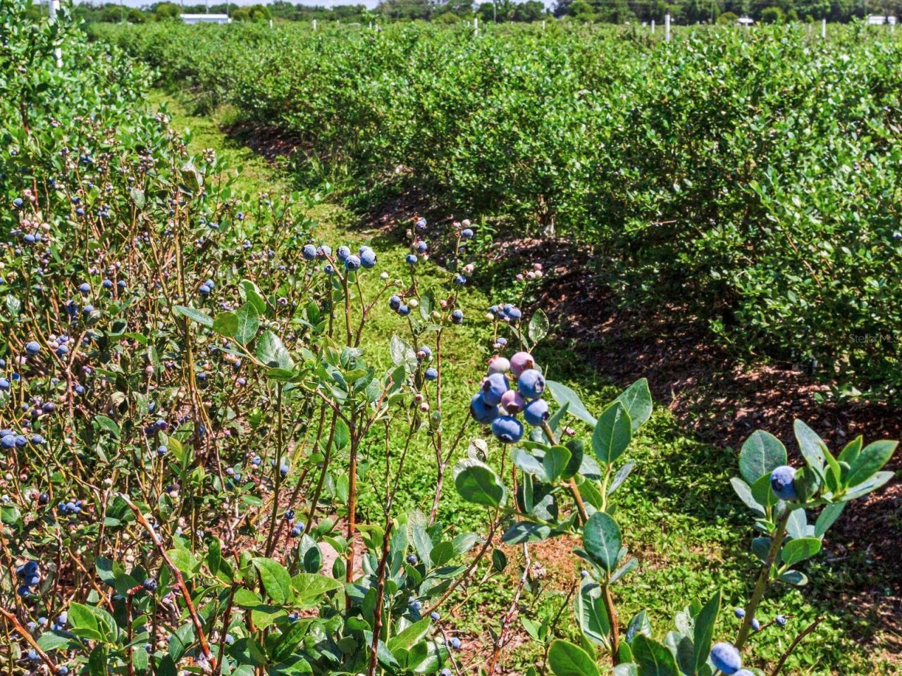 3674 E State Road 64 , Zolfo Springs, FL 33890 Photo