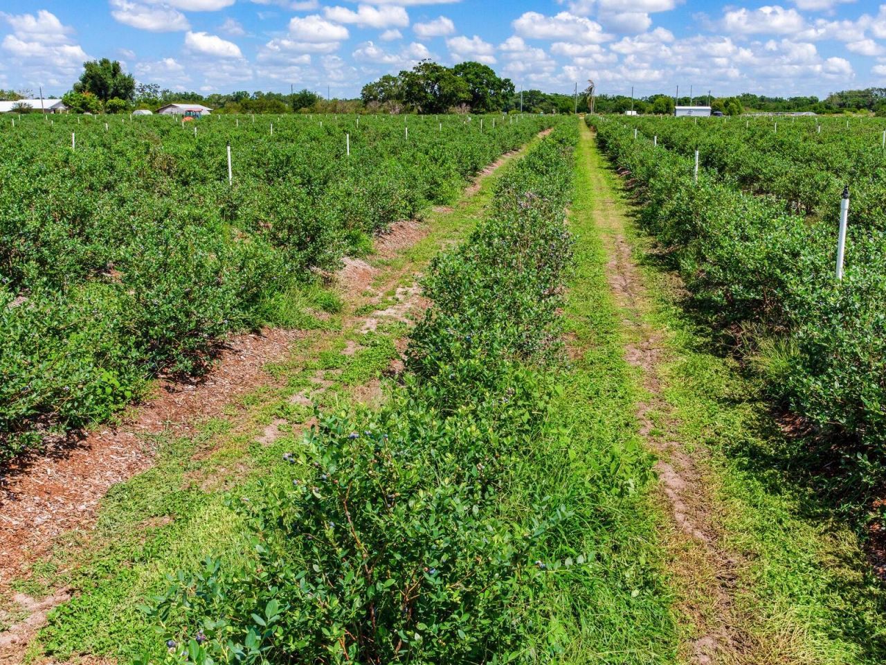3674 E State Road 64, Zolfo Springs, FL 33890 Photo