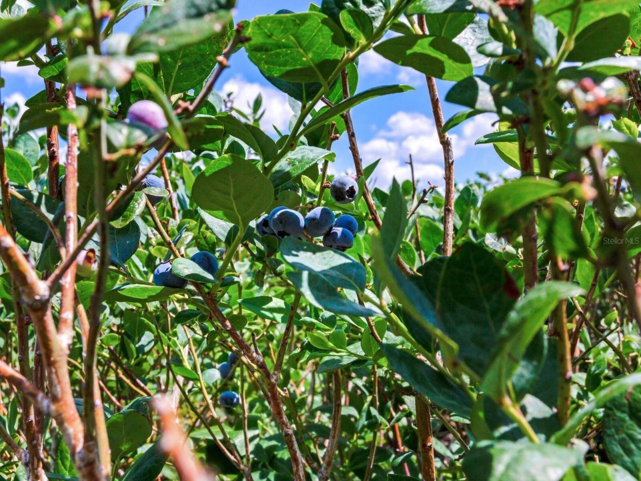 3674 E State Road 64 , Zolfo Springs, FL 33890 Photo