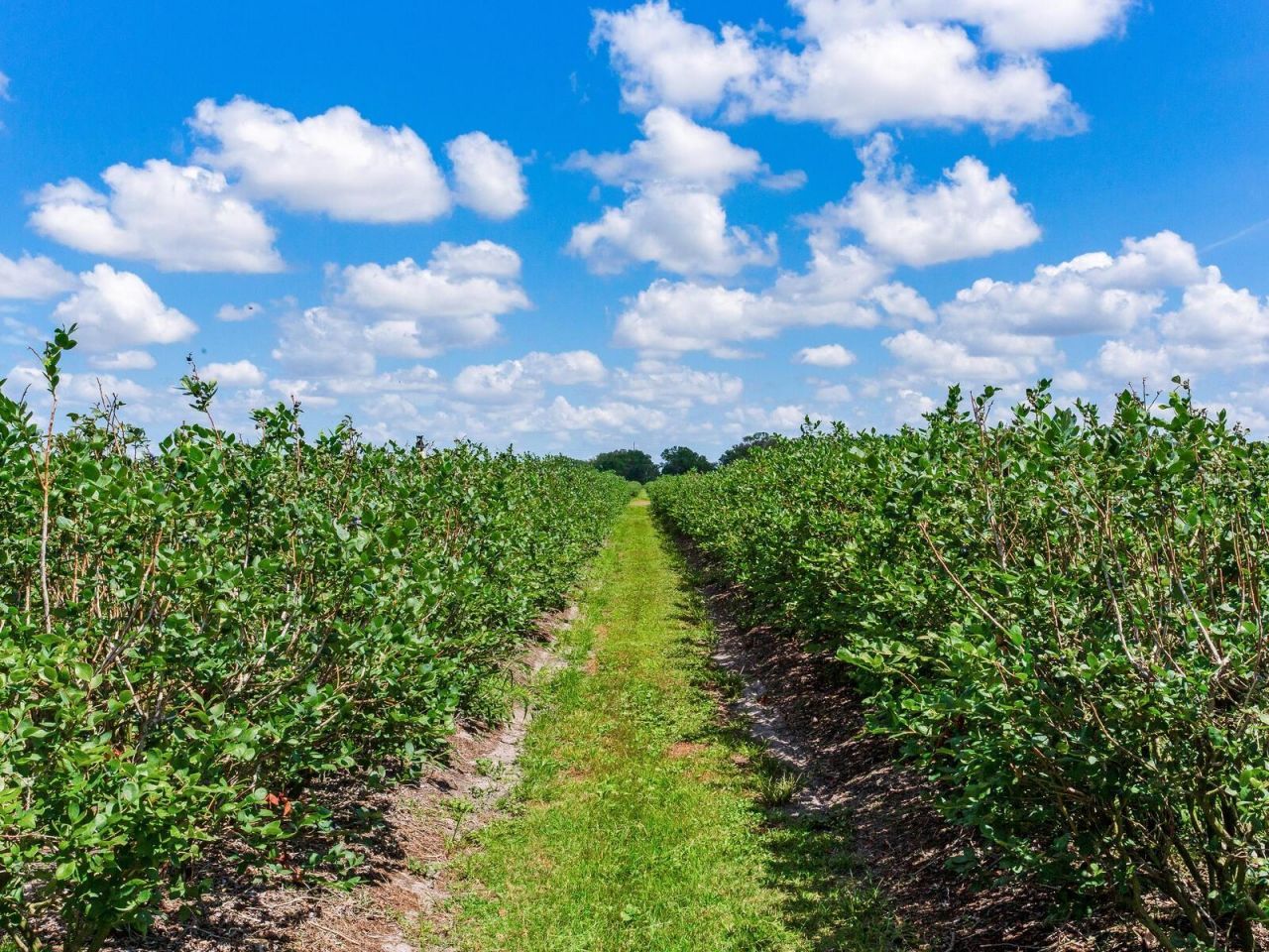 3674 E State Road 64 , Zolfo Springs, FL 33890 Photo