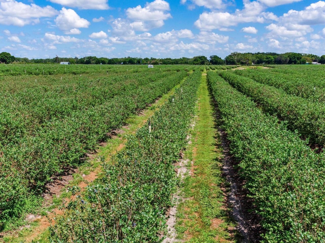 3674 E State Road 64 , Zolfo Springs, FL 33890 Photo