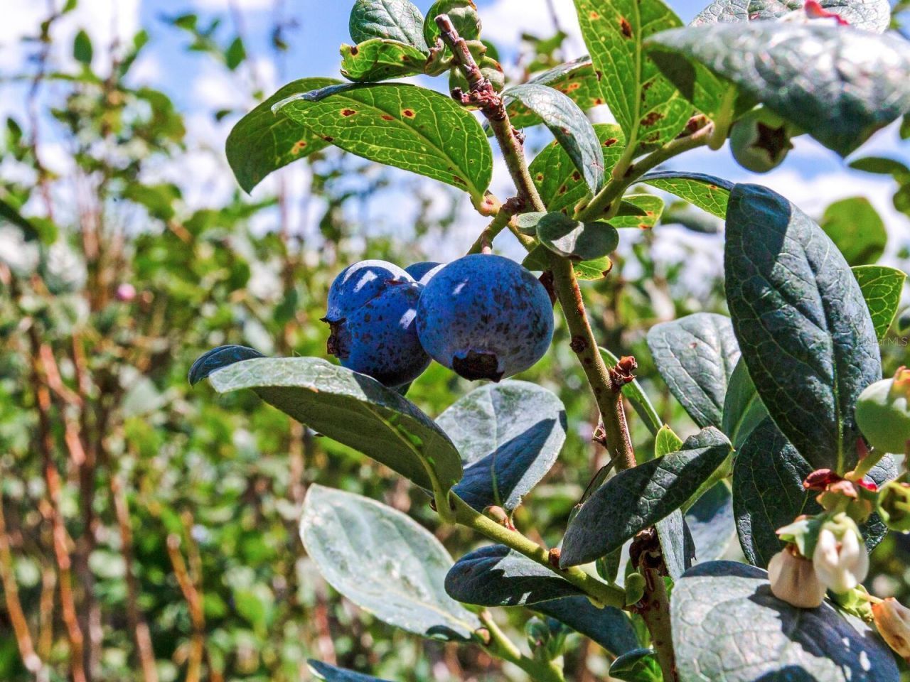 3674 E State Road 64 , Zolfo Springs, FL 33890 Photo