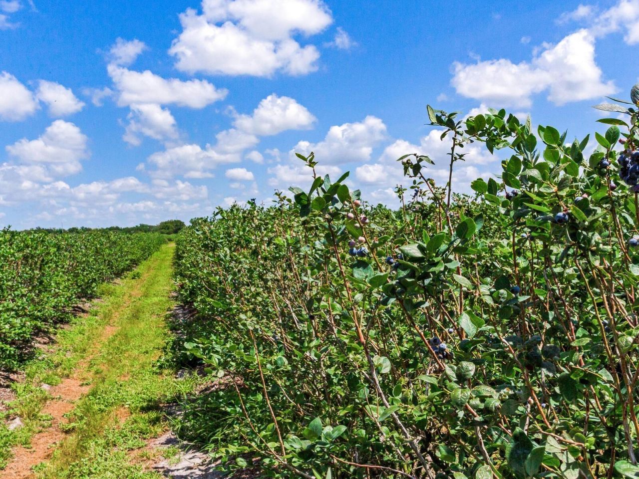 3674 E State Road 64 , Zolfo Springs, FL 33890 Photo