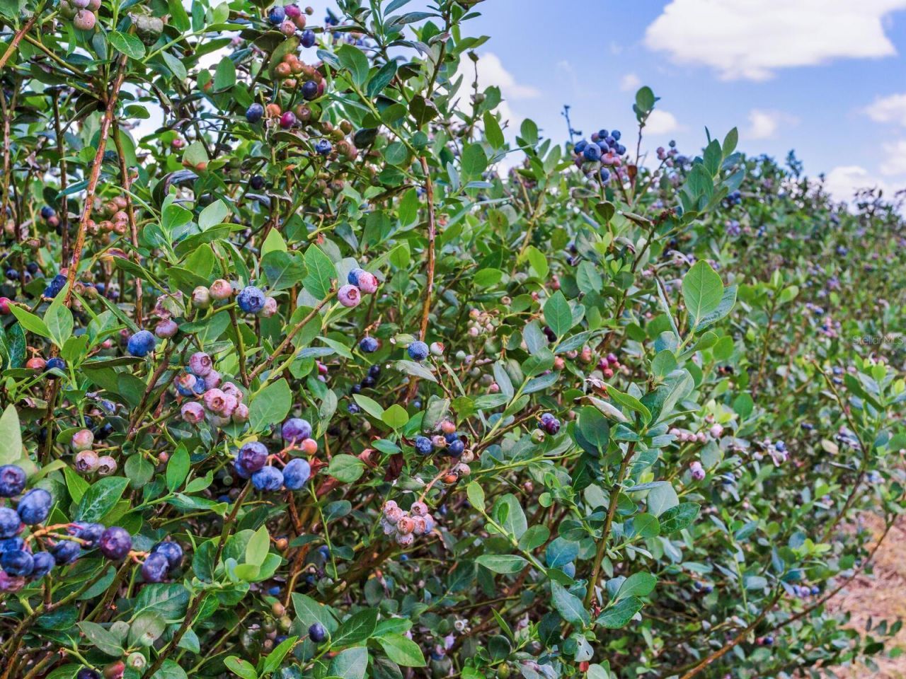 3674 E State Road 64 , Zolfo Springs, FL 33890 Photo