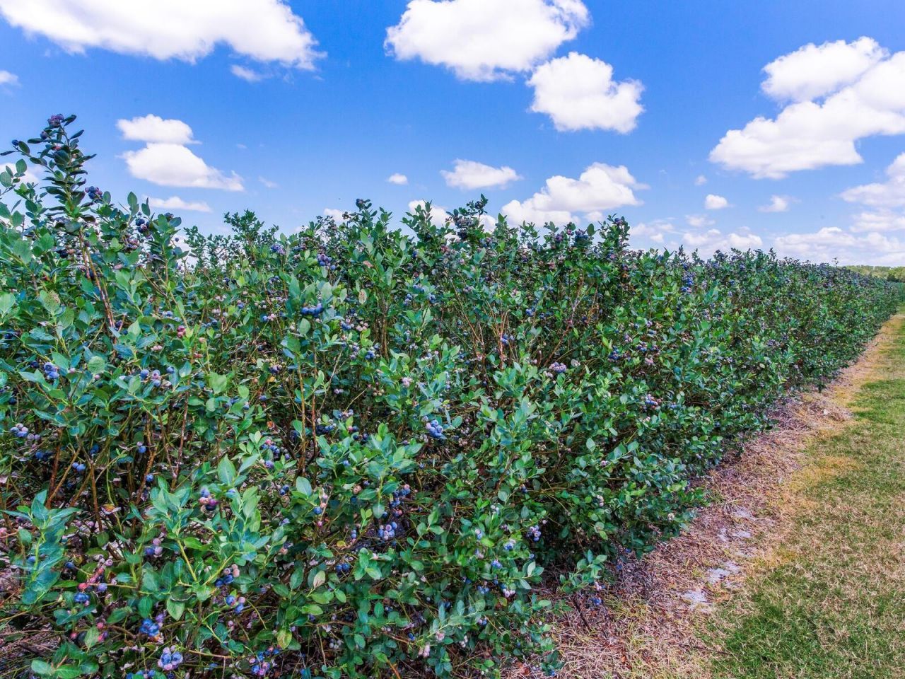 3674 E State Road 64 , Zolfo Springs, FL 33890 Photo