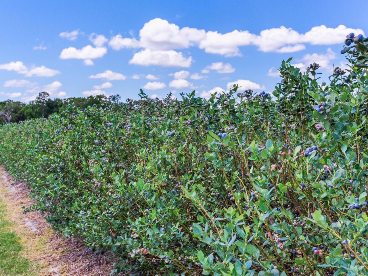 3674 E State Road 64 , Zolfo Springs, FL 33890 Photo