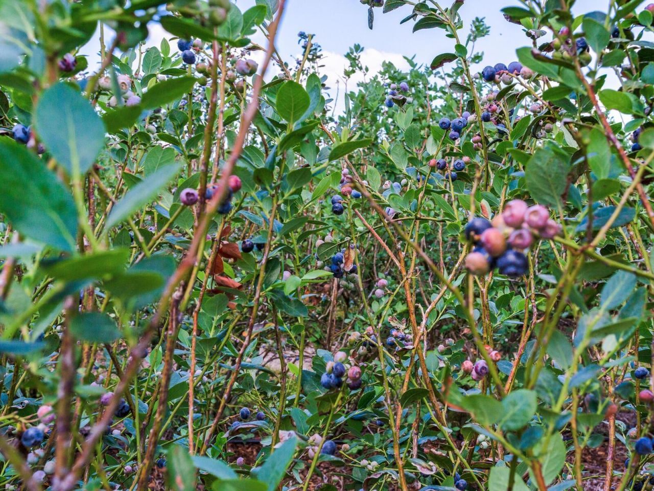 3674 E State Road 64 , Zolfo Springs, FL 33890 Photo