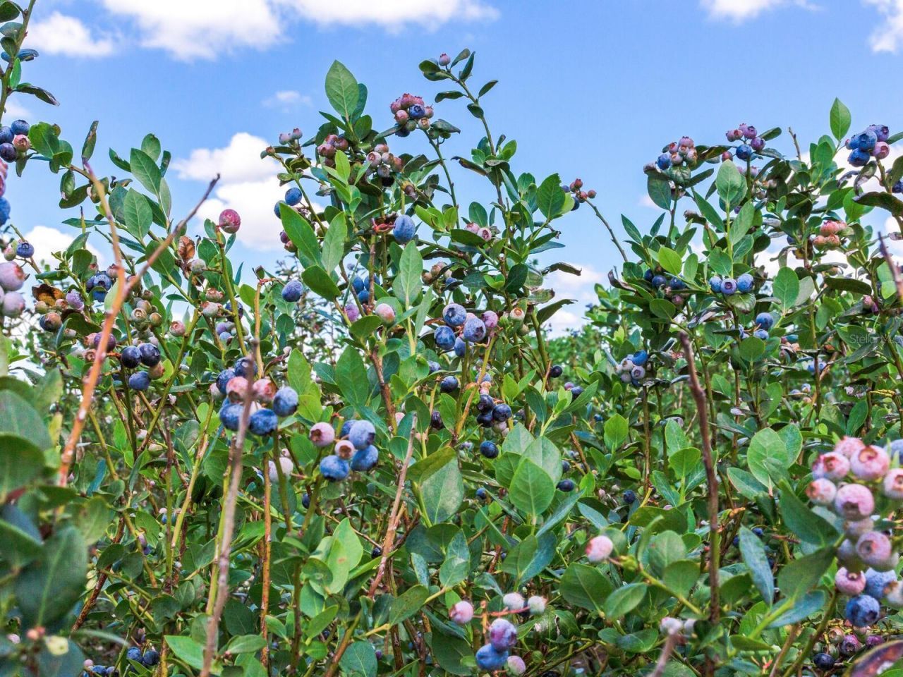 3674 E State Road 64 , Zolfo Springs, FL 33890 Photo