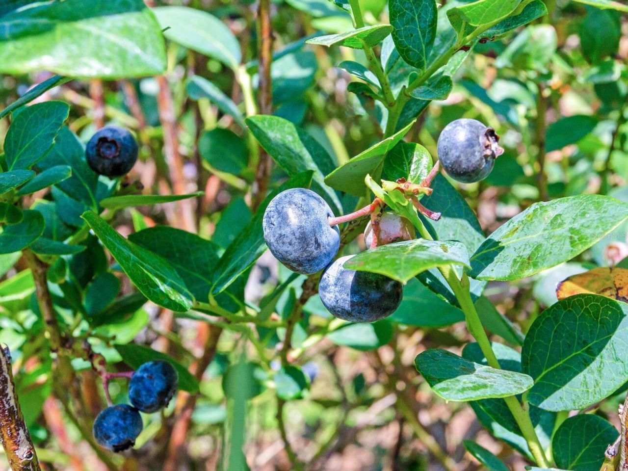 3674 E State Road 64 , Zolfo Springs, FL 33890 Photo