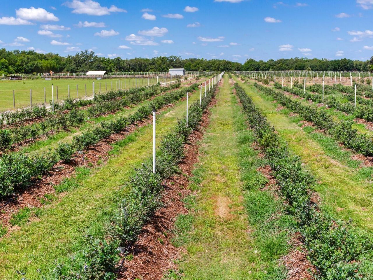 3674 E State Road 64 , Zolfo Springs, FL 33890 Photo