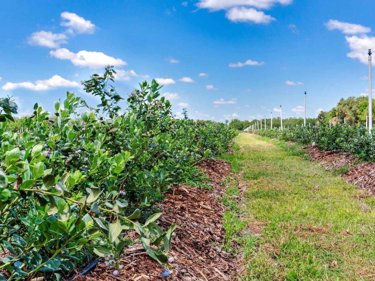 3674 E State Road 64 , Zolfo Springs, FL 33890 Photo