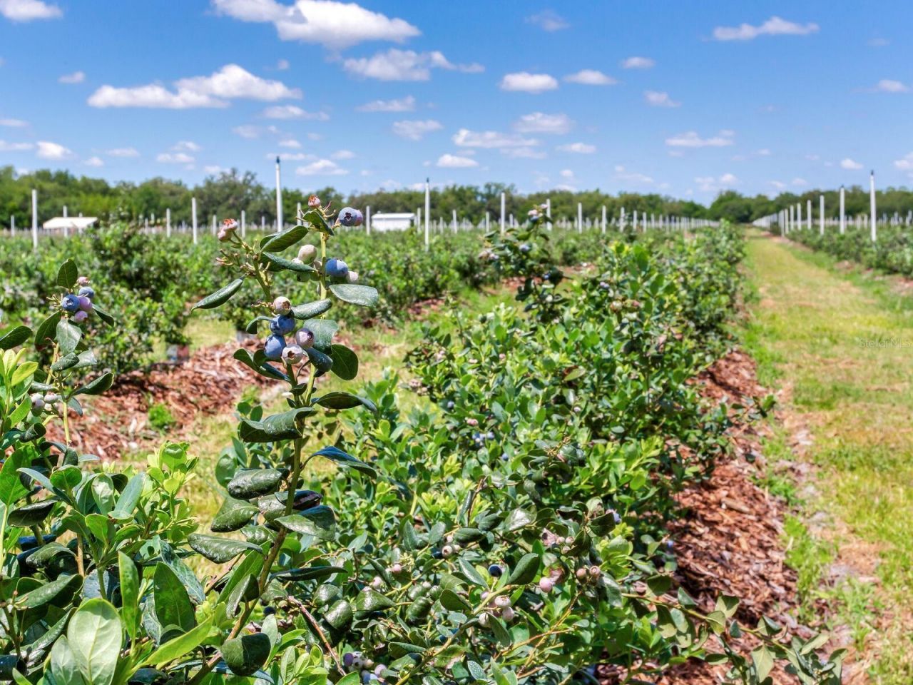 3674 E State Road 64, Zolfo Springs, FL 33890 Photo