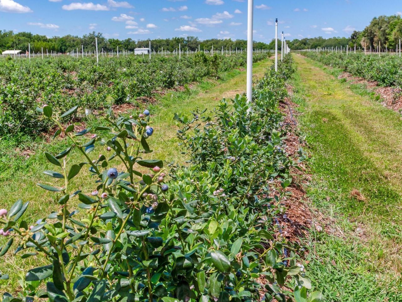 3674 E State Road 64 , Zolfo Springs, FL 33890 Photo