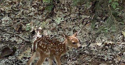 3586 Freegold Dr, Camino, CA 95709 Photo