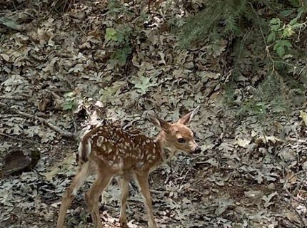 3586 Freegold Dr, Camino, CA 95709 Photo