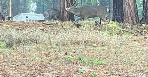 3586 Freegold Dr, Camino, CA 95709 Photo