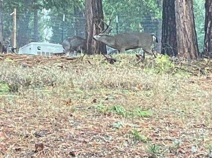 3586 Freegold Dr, Camino, CA 95709 Photo