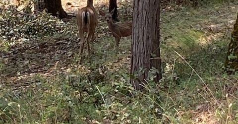 3586 Freegold Dr, Camino, CA 95709 Photo