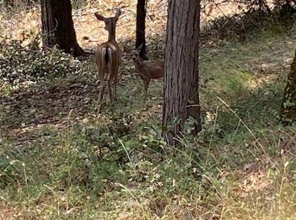 3586 Freegold Dr, Camino, CA 95709 Photo