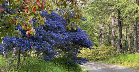 14511 Clear Creek Pl, Grass Valley, CA 95949 Photo