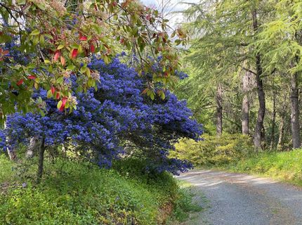 14511 Clear Creek Pl, Grass Valley, CA 95949 Photo