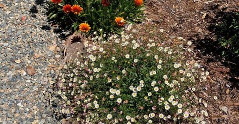 6200 Mahala Dr, Carmichael, CA 95608 Photo