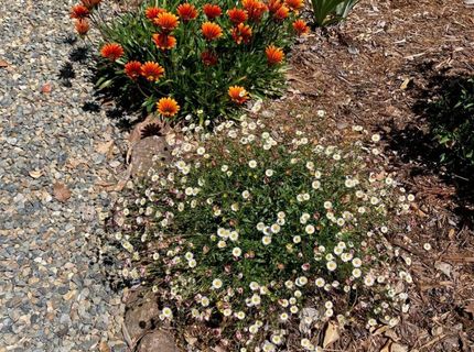 6200 Mahala Dr, Carmichael, CA 95608 Photo