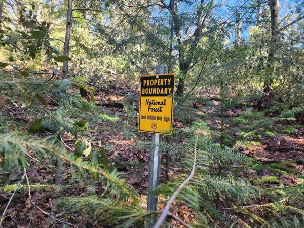 Grey Eagle, Garden Valley, CA 95633