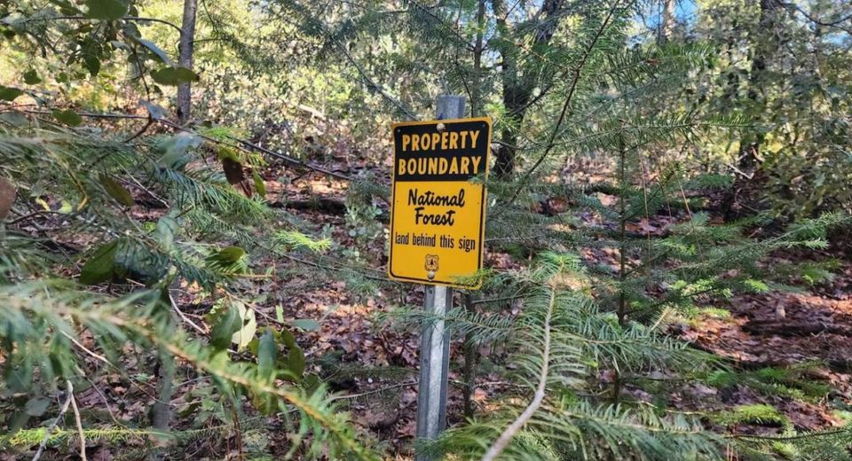 Grey Eagle, Garden Valley, CA 95633 Photo