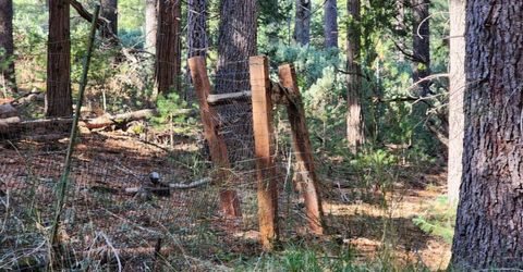 Grey Eagle, Garden Valley, CA 95633 Photo