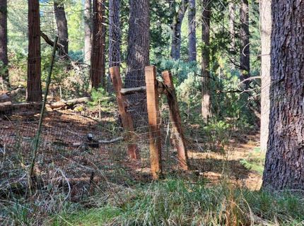 Grey Eagle, Garden Valley, CA 95633 Photo