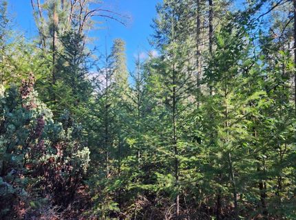 Grey Eagle, Garden Valley, CA 95633 Photo