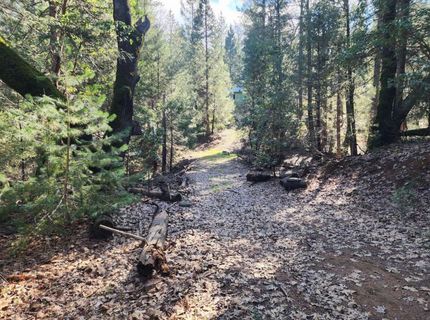 Grey Eagle, Garden Valley, CA 95633 Photo