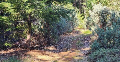 Grey Eagle, Garden Valley, CA 95633 Photo