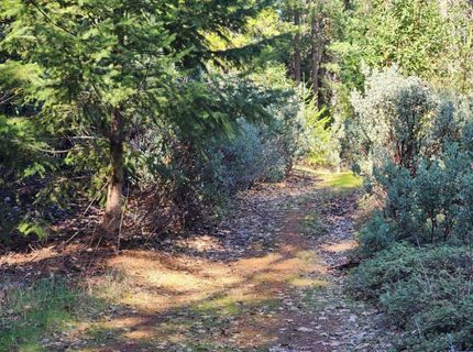 Grey Eagle, Garden Valley, CA 95633 Photo