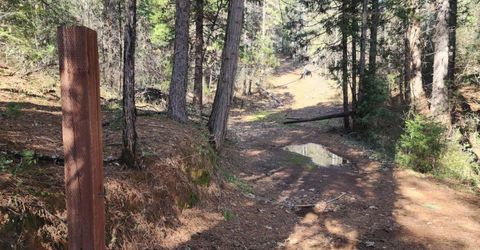 Grey Eagle, Garden Valley, CA 95633 Photo