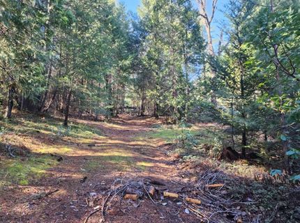 Grey Eagle, Garden Valley, CA 95633 Photo