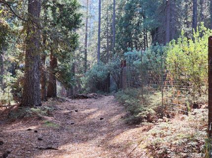 Grey Eagle, Garden Valley, CA 95633 Photo