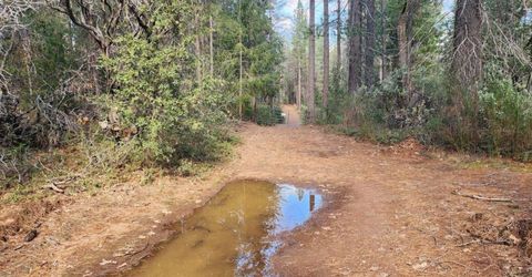 Grey Eagle, Garden Valley, CA 95633 Photo