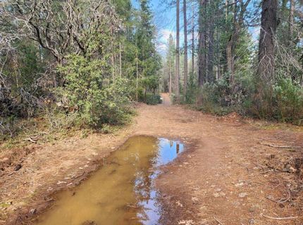 Grey Eagle, Garden Valley, CA 95633 Photo