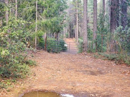 Grey Eagle, Garden Valley, CA 95633 Photo