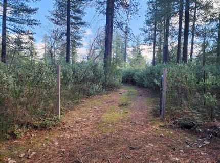 Grey Eagle, Garden Valley, CA 95633 Photo