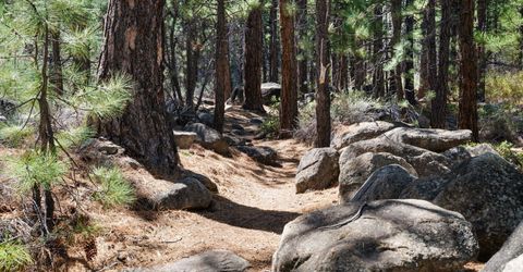 102 W Willis Lane, Reno, NV 89511 Photo