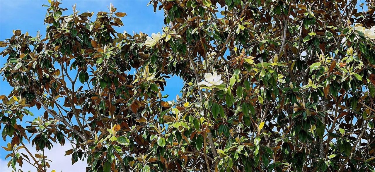 13212 Social Lane , Winter Garden, FL 34787 Photo