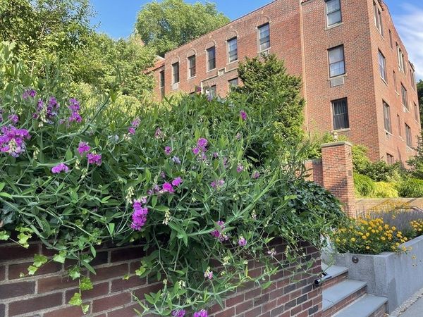 311 Tappan Street, Unit 1, Brookline, MA 02445