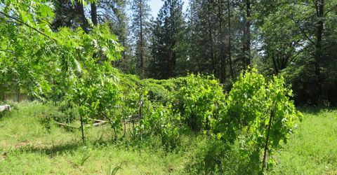 2400 Bald Mountain Rd, West Point, CA 95255 Photo