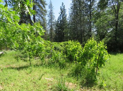 2400 Bald Mountain Rd, West Point, CA 95255 Photo